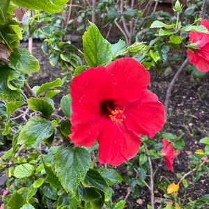 Meet your Posher, lovednredeemed